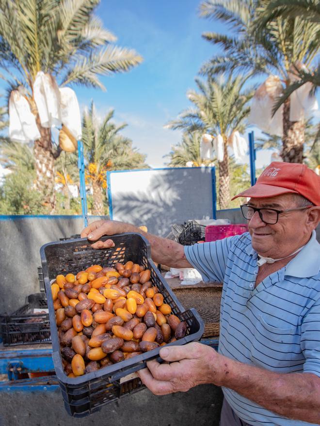 Cosecha de dátiles en una de las fincas de la familia Serrano Valero de Elche