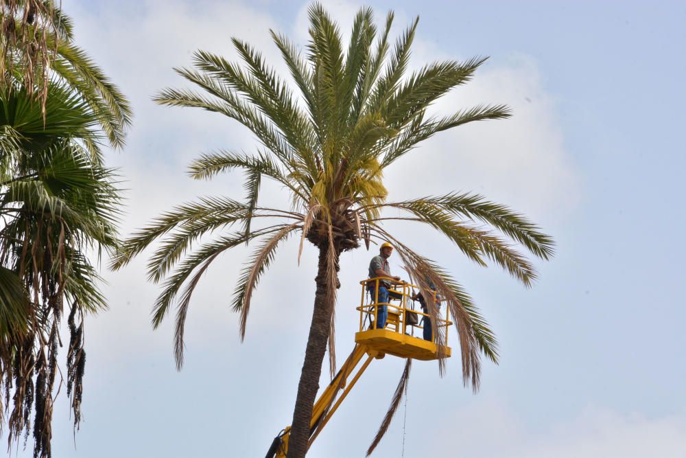 PODA PALMERA SAN TELMO