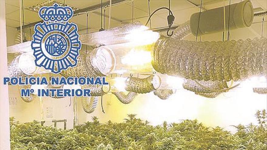 Una plantación de marihuana oculta en el centro de Vila-real