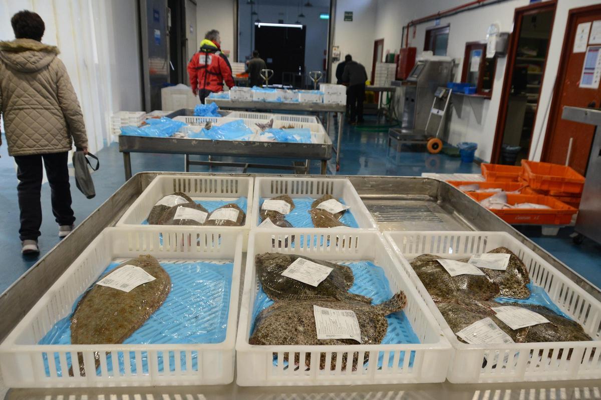 Cajas con pescado en la lonja de Cangas, esta semana, listo para la venta.