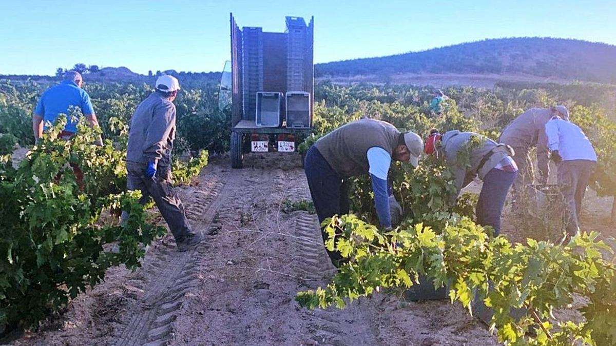 La DO Toro prevé que la cosecha de uva supere este año los 20 millones de kilos