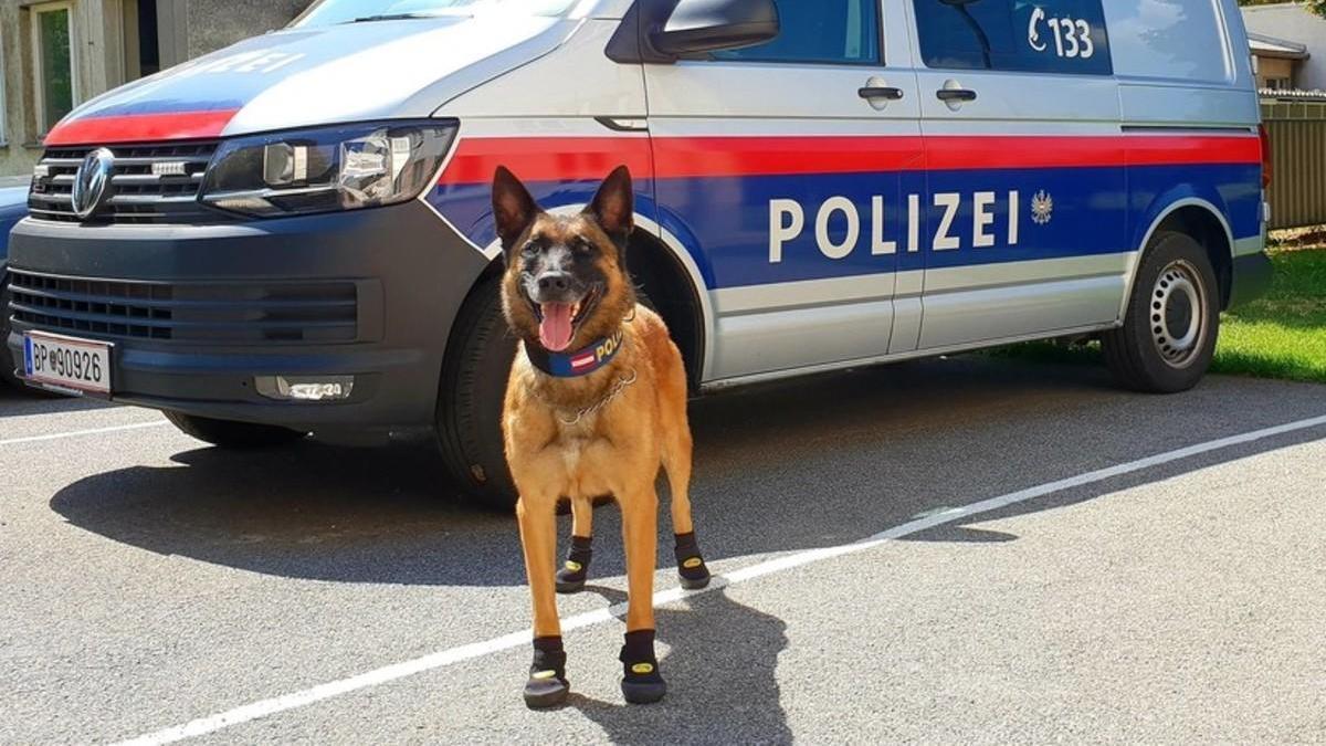 Lo último: perros policía con zapatos para evitar quemaduras