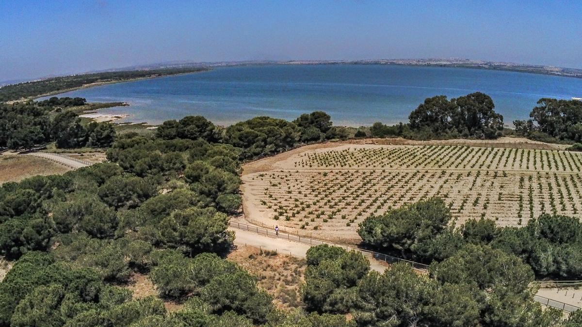 Parcelas de viñedos y pinares en el entorno de la laguna de La Mata, al fondo