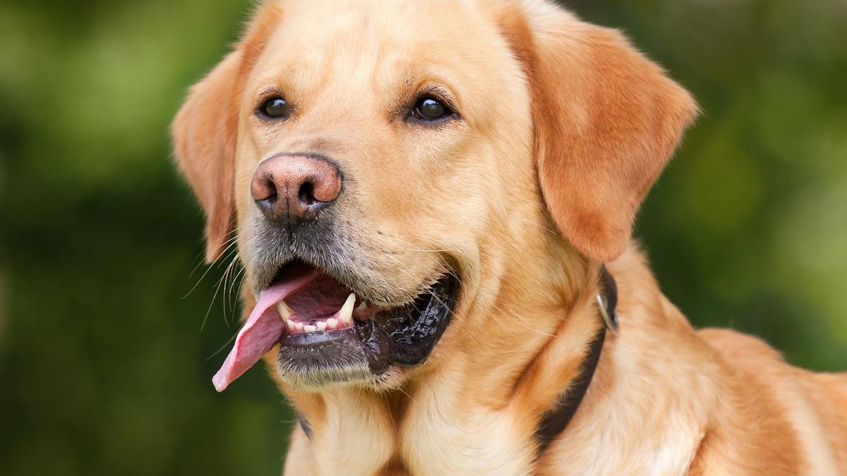Labrador Retriever: una de las razas de perros de caza más populares en España como mascotas