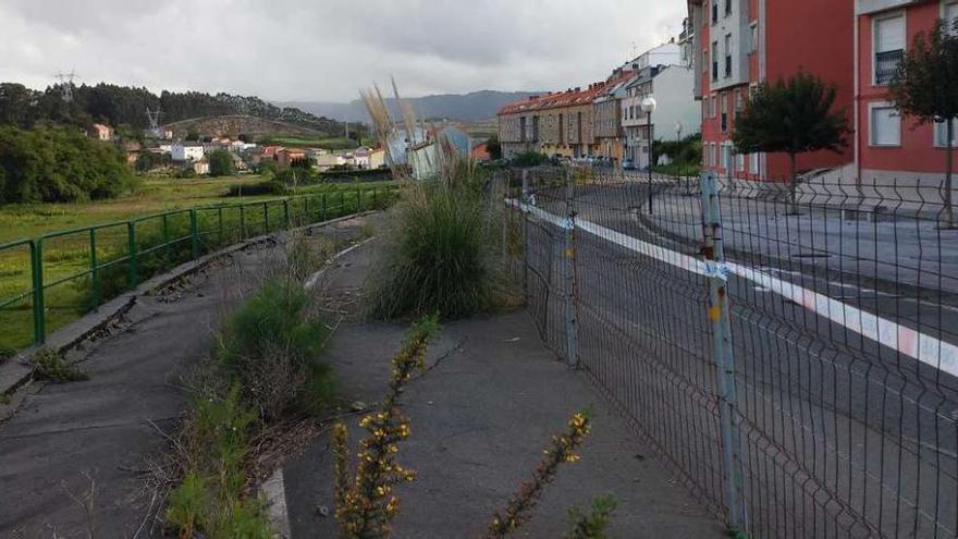 Varias plantas han crecido a través de las grietas que hay en el calzada y en la acera de la calle Maizales.