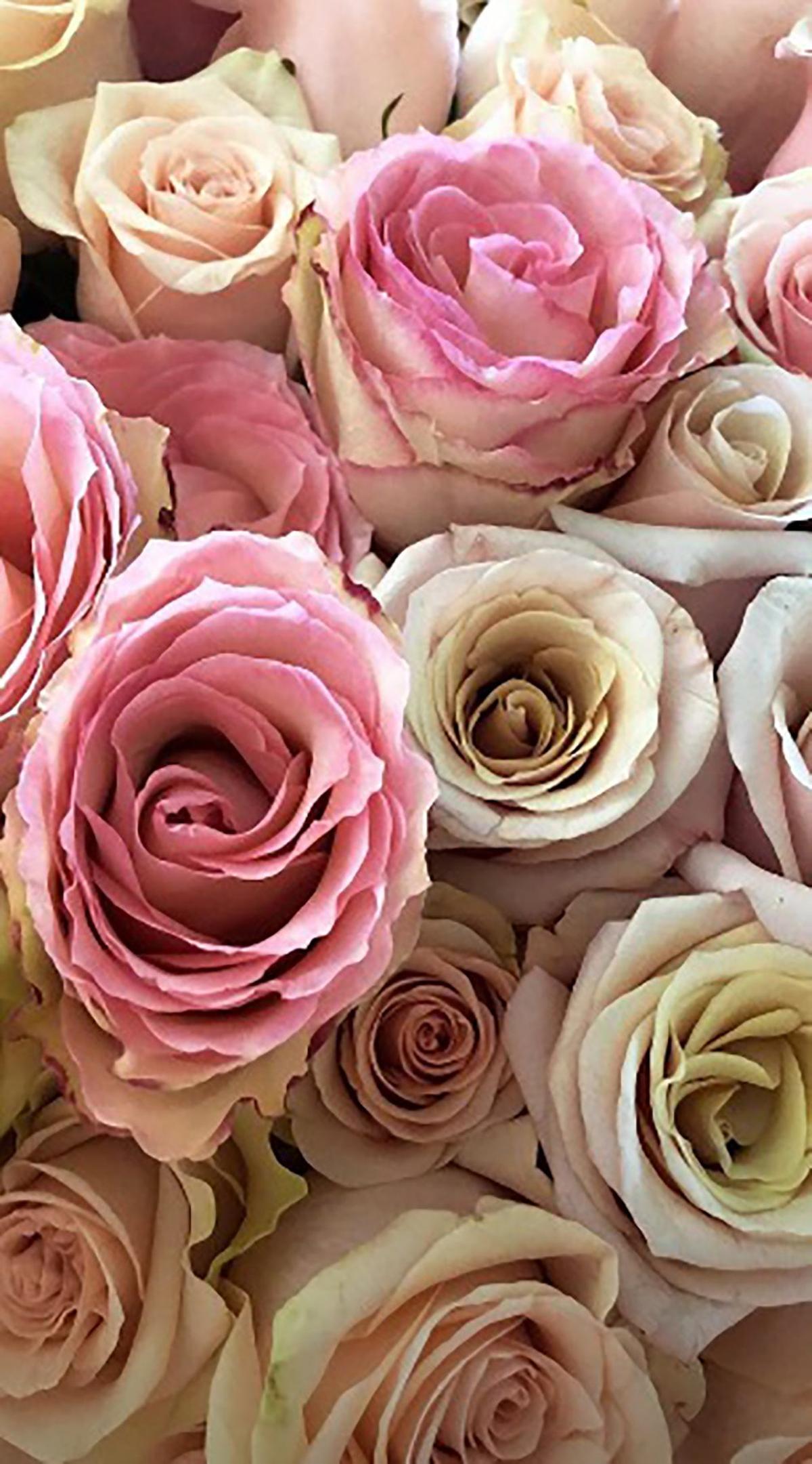 Las rosas, evidentemente, tampoco.