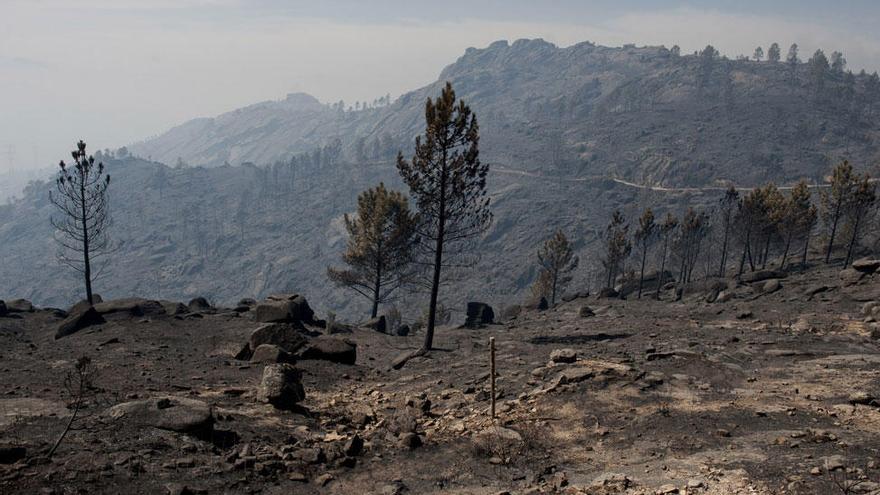 Vista parcial de los estragos que causó el incendio de Entrimo. // Brais Lorenzo