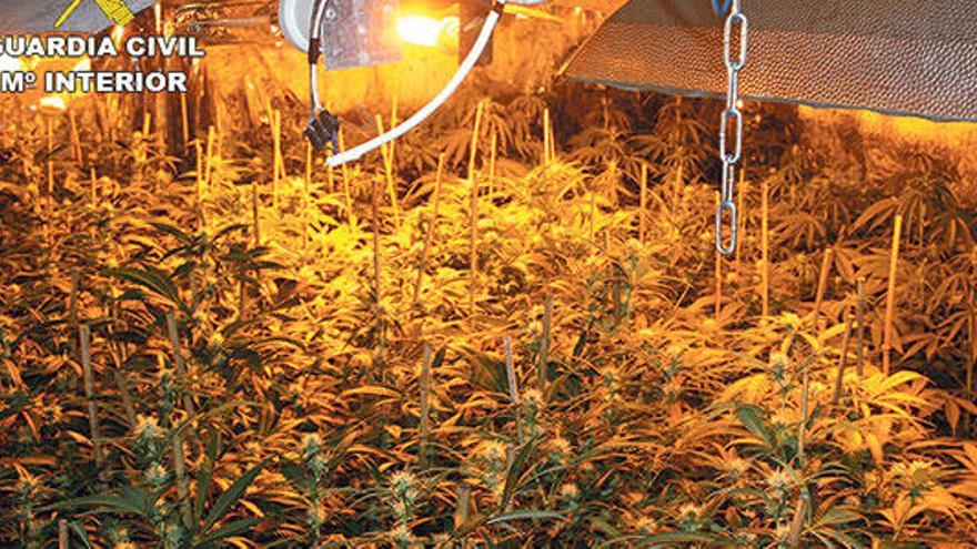 La Guardia Civil interviene 200 plantas de marihuana en una casa de s´Arenal