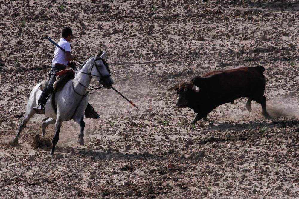 Encierro en Sanzoles (Zamora)