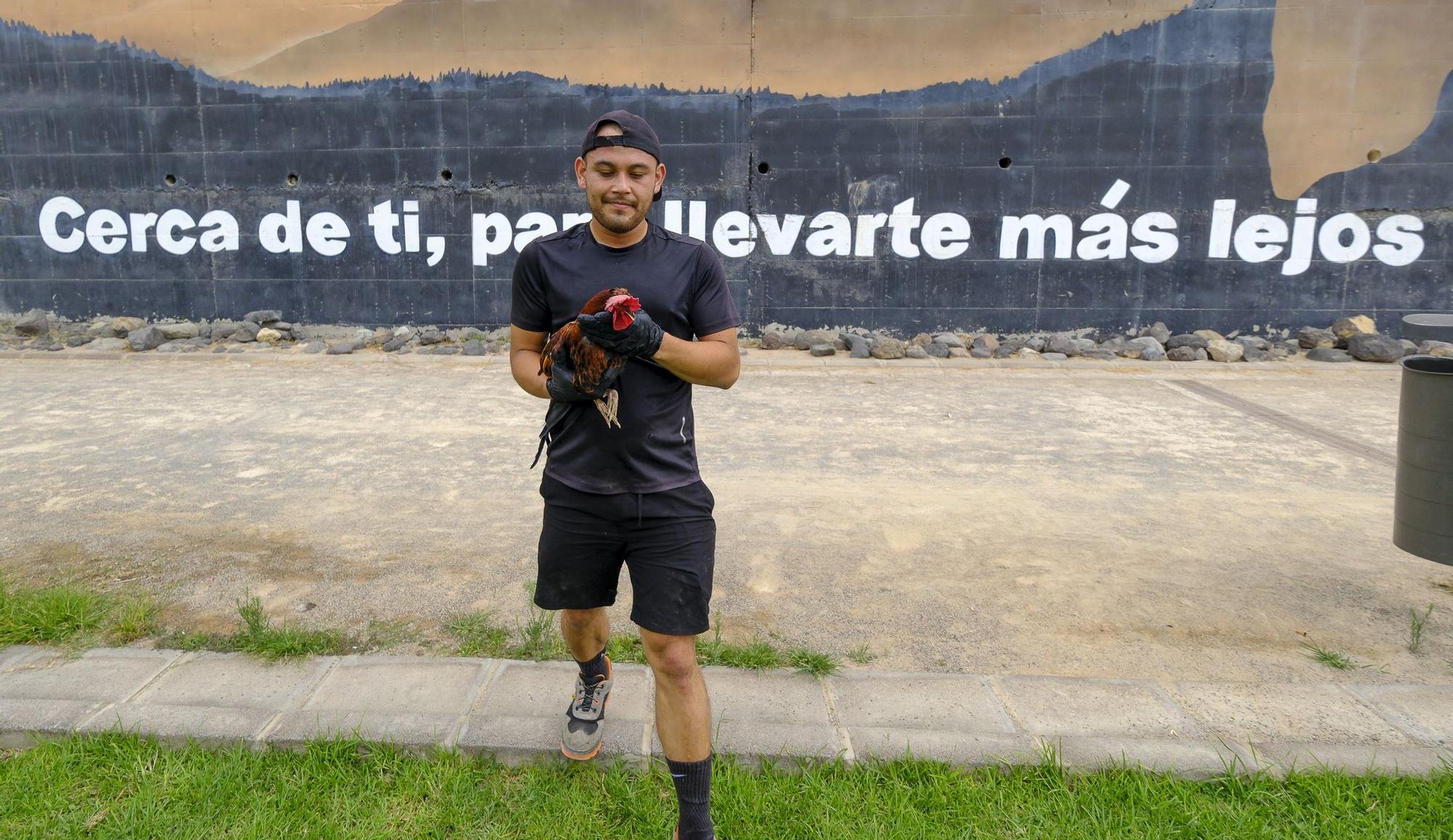 El Ayuntamiento retira los gallos de La Paterna tras varias quejas vecinales y antes de aplicar la desratización