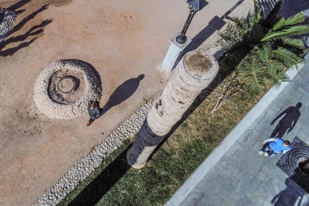 El área de Infraestructuras del Ayuntamiento de Orihuela retira desde hoy 23 troncos y tocones de las palmeras de la plaza de Santa Lucía. Un auténtico "monumento al picudo" en los últimos meses. Toda