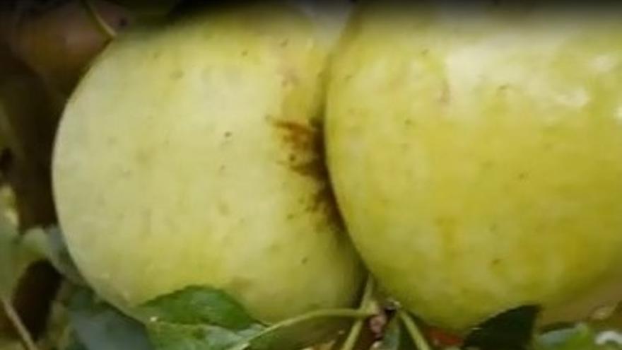 Manzanas dañadas por el granizo en Moros, cerca de Ateca.