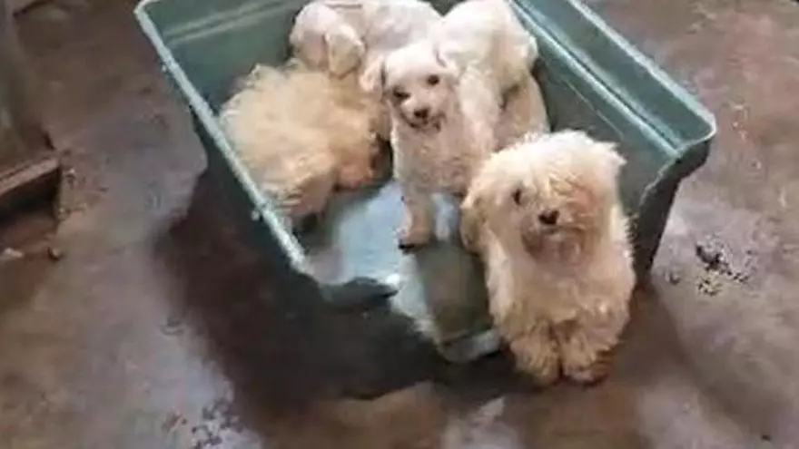 VÍDEO: Así se encontraban los perros del criadero intervenido por la Guardia Civil en Gijón