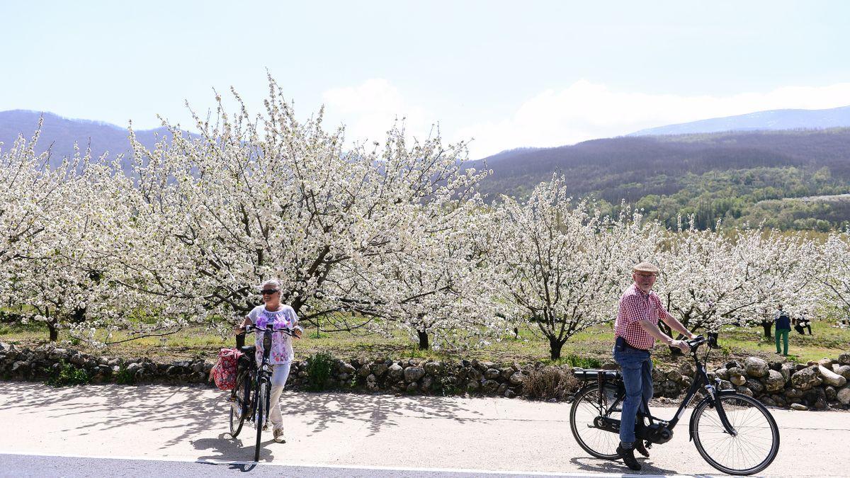Turistas en la zona de Jerte durante la floración del cerezo.