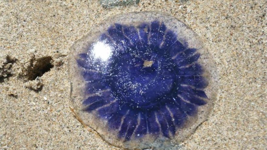 ¿Qué hacer si te pica una medusa?
