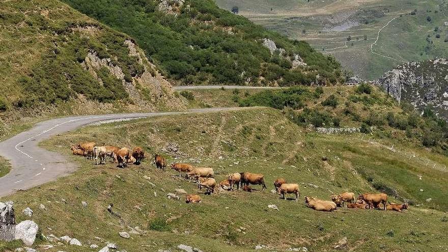 Un rebaño de vacas pasta en las inmediaciones del Puerto Pinos.