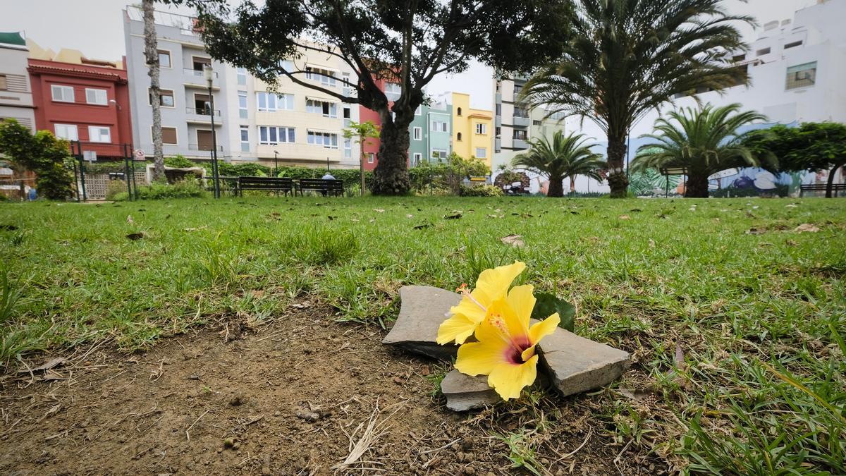 Dos ejemplares de hibiscos amarillos donde ocurrió el crimen