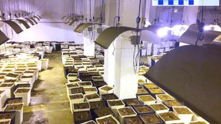 Desarticulada una organización criminal dedicada al cultivo masivo de marihuana con 20 detenidos en Cataluña
