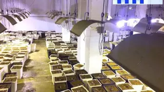 Desarticulada una organización criminal dedicada al cultivo masivo de marihuana con 20 detenidos en Catalunya