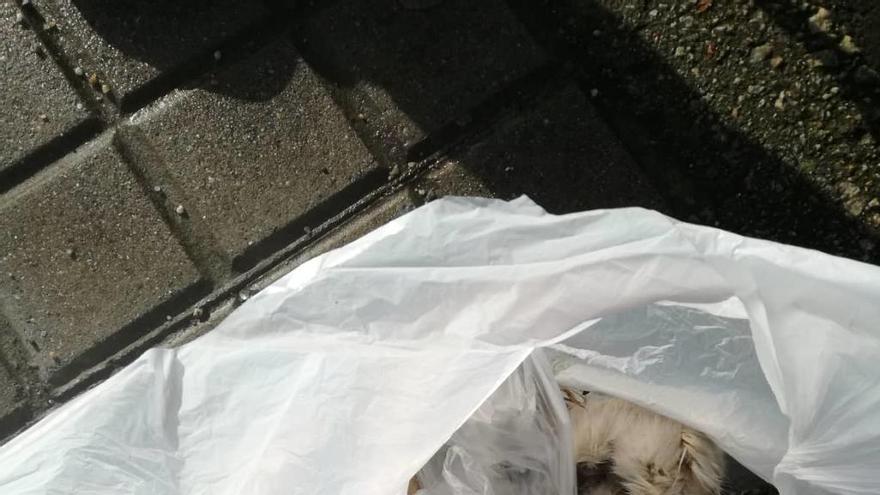 Libera denuncia la muerte a golpes de un gato en Os Mallos