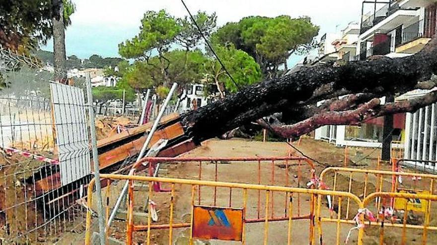 La caiguda d&#039;arbres va afectar de forma important els establiments de la platja de Llafranc, a Palafrugell