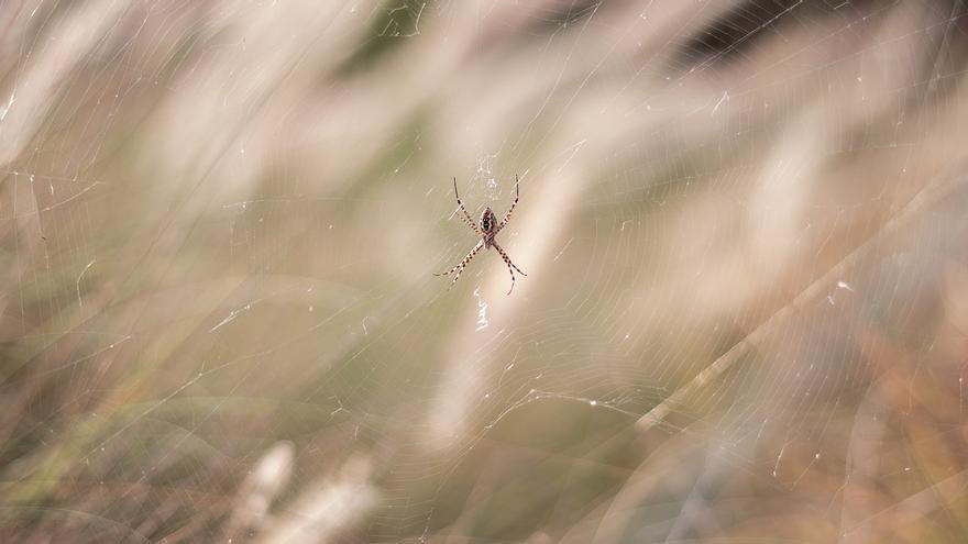 Cómo tratar las picaduras de insectos y arañas