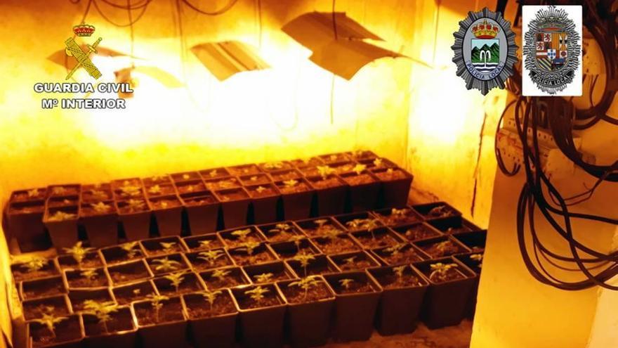 Cazado con 300 plantas de marihuana en Mahoya