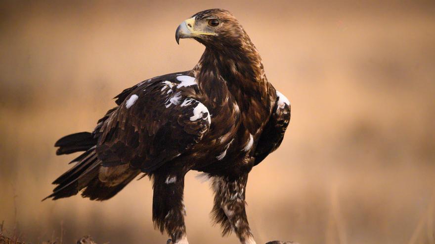 Fuerte recuperación del águila imperial en el interior de la Península