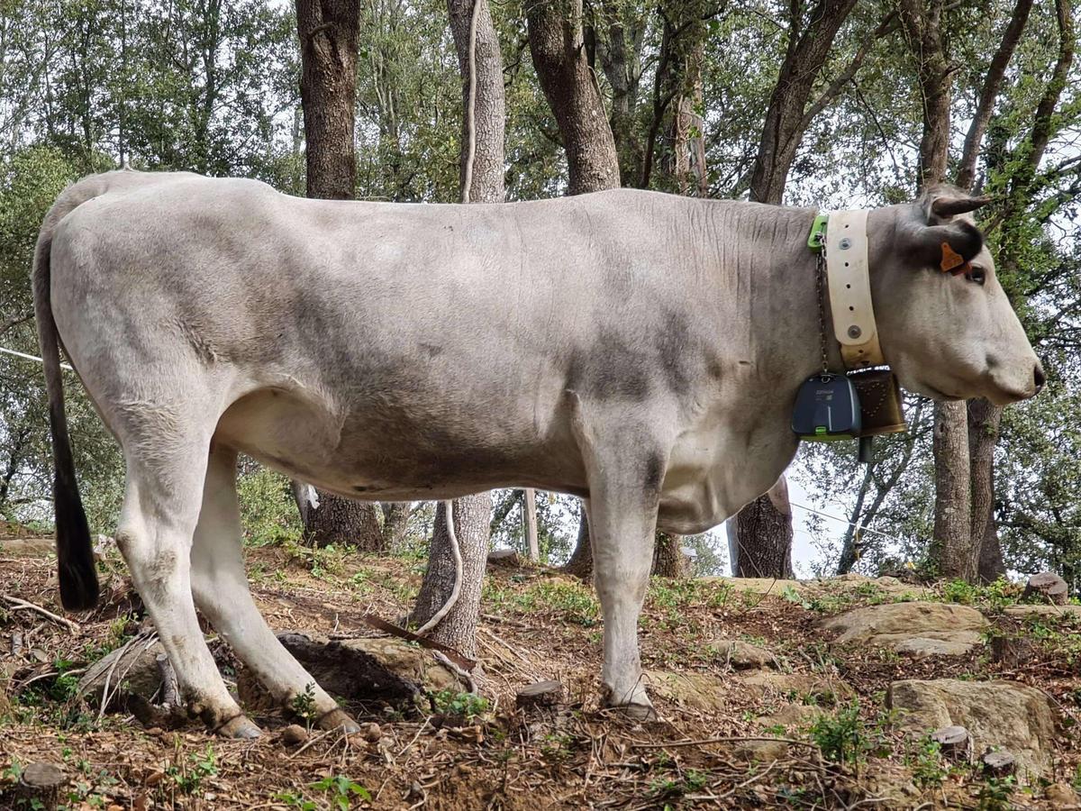 Cap de bestiar boví amb collar "Nofence
