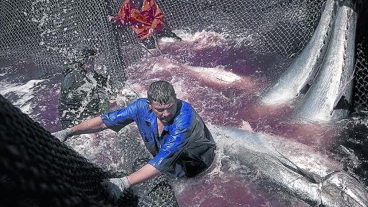 Una almadraba para la pesca de atún rojo en Barbate, en la provincia de Cádiz.