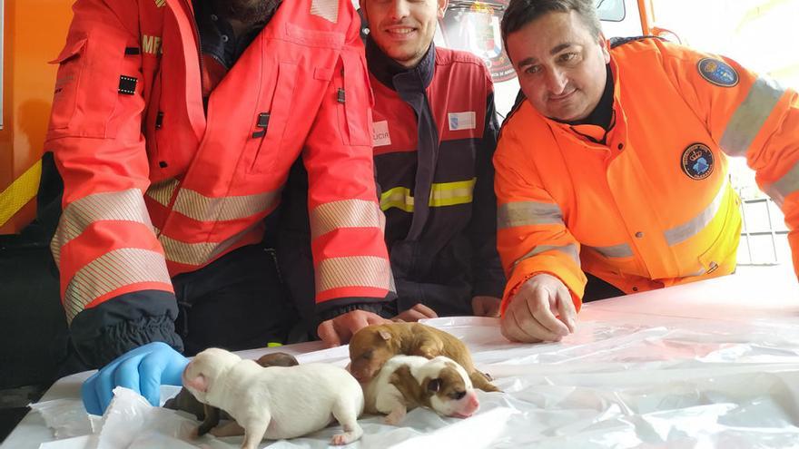 Los cuatro cachorros en una foto de Protección Civil