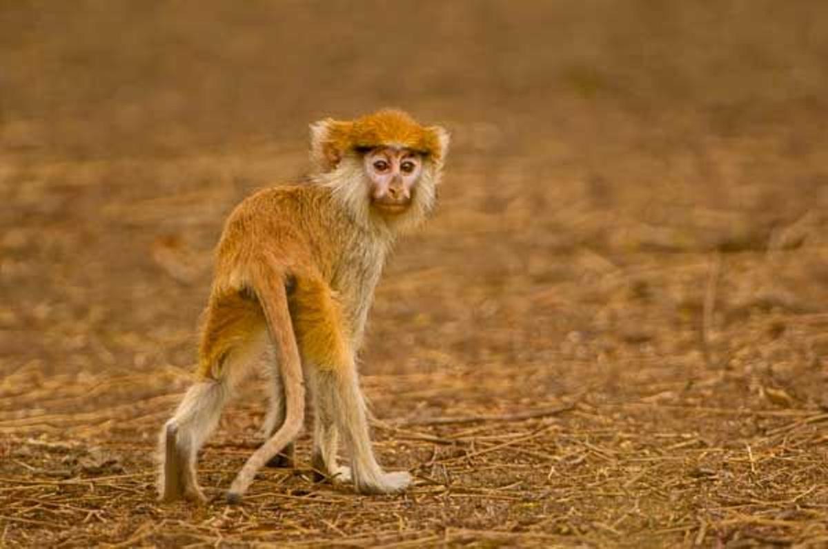 Un mono Patas en la Reserva Natura Bandia.