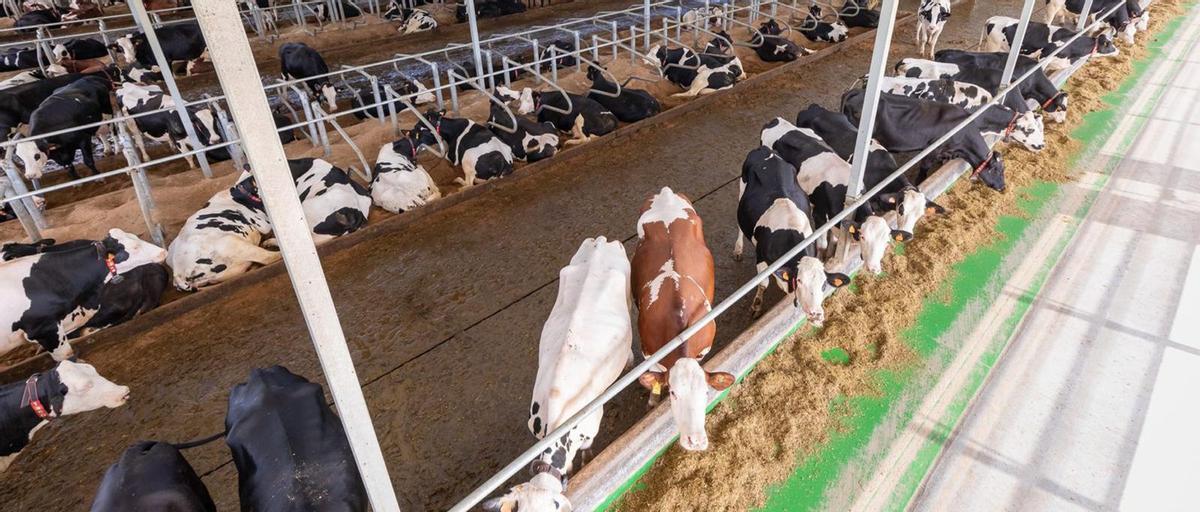 Ganadería Pazos, pionera en Galicia desde Dumbría: «La montamos por necesidad» | LELY