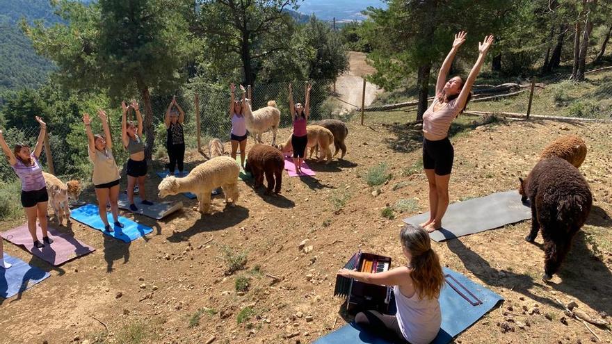 Ioga entre alpaques al Berguedà: &quot;Transmeten tanta calma que fan que et relaxis&quot;