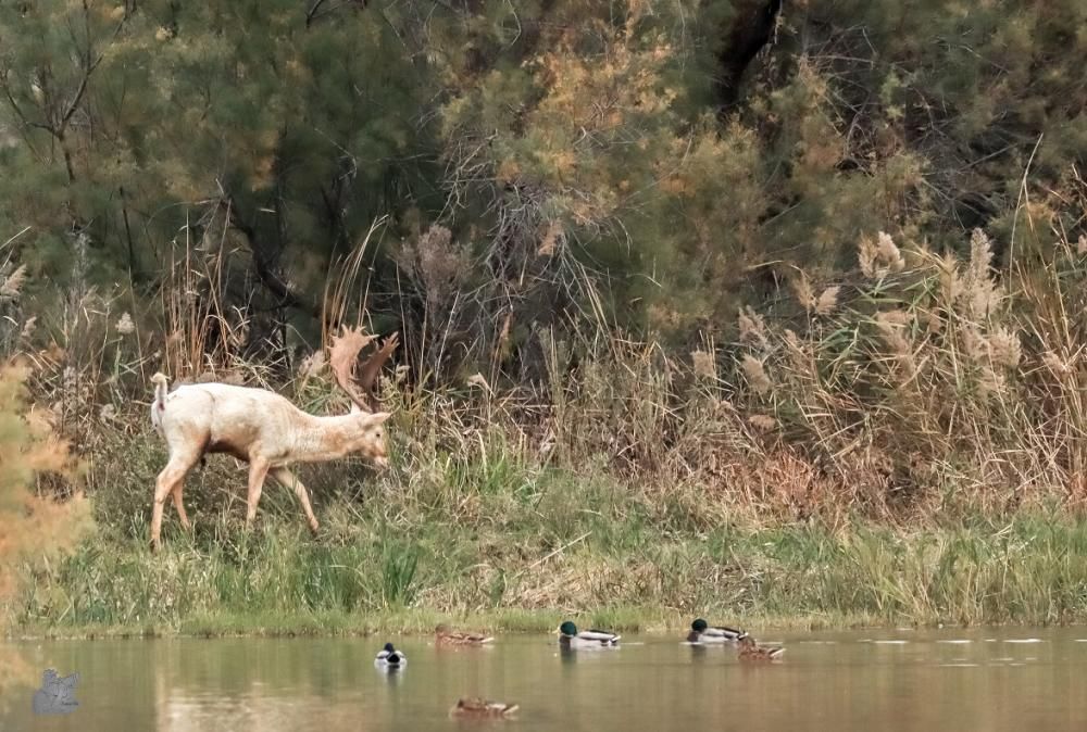 La daina blanca dels Aiguamolls de l'Empordà