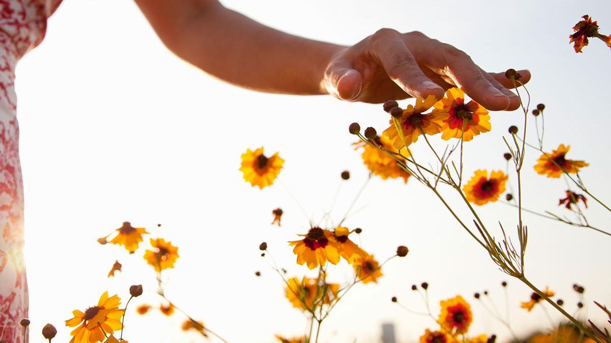 Esta es la flor que va a salvar tu piel durante los meses más fríos