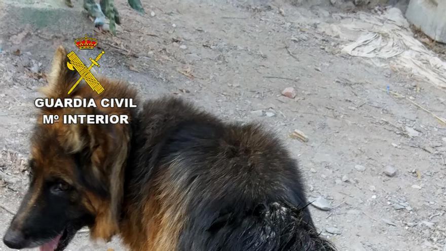 La Guardia Civil investiga a un vecino de Águilas por delito de abandono animal