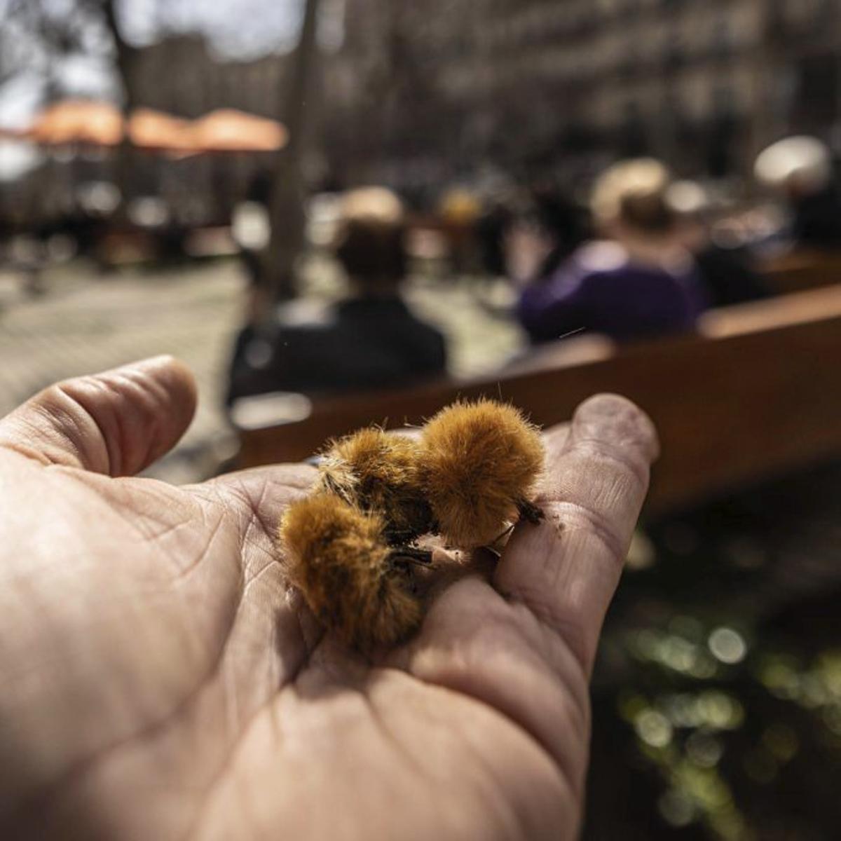 Fruits o aquenis del plàtan d’ombra.
 | JORDI OTIX