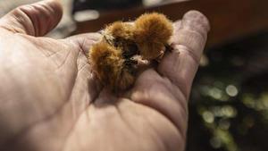 Parietàries, xiprers, plàtans i gramínies