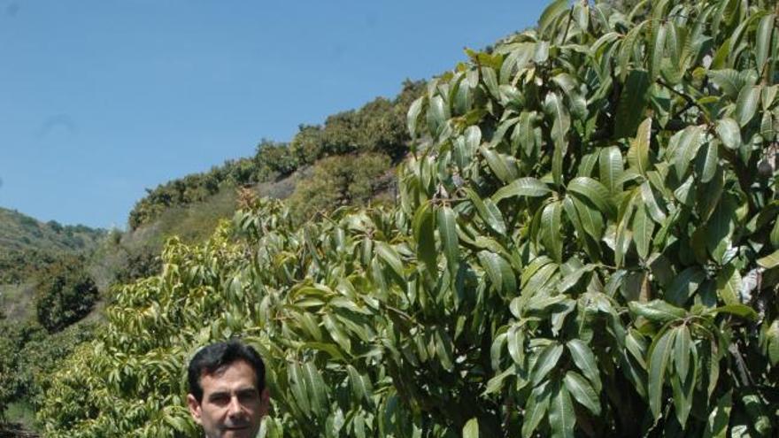 Medina en una finca de mangos en Vélez Málaga.