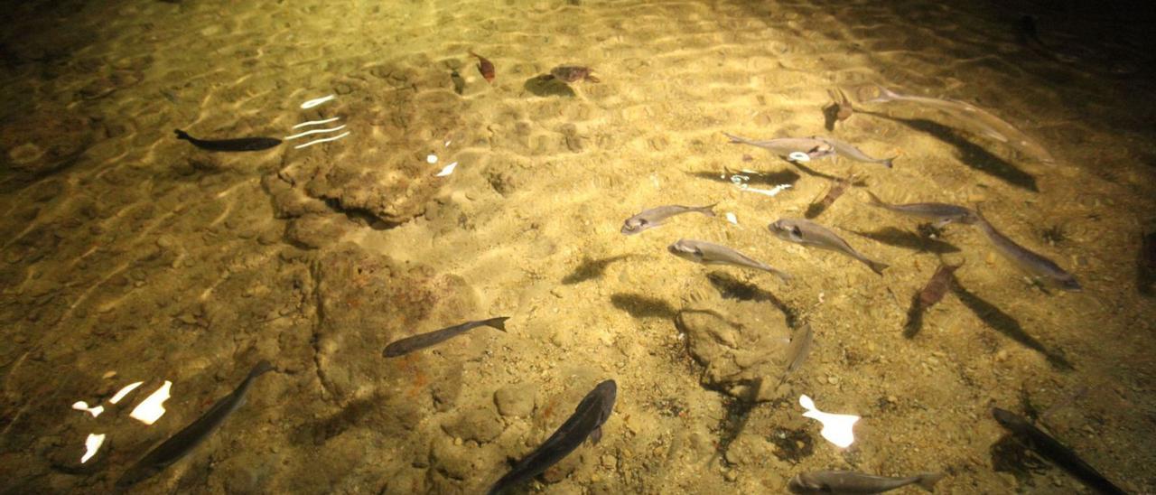 Peces en el estanque grande que hay en el interior del acuario de Cap Blanc. | LORENA PORTERO