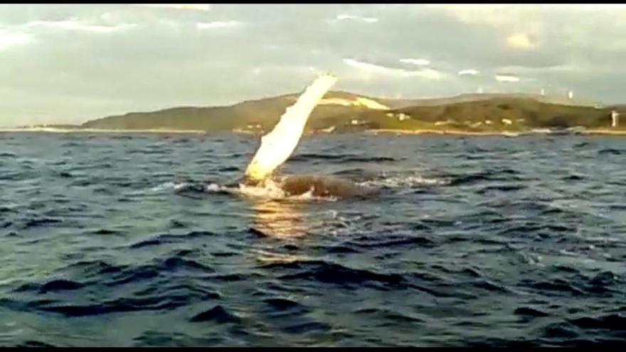 Una ballena 'disfruta' de la costa gallega