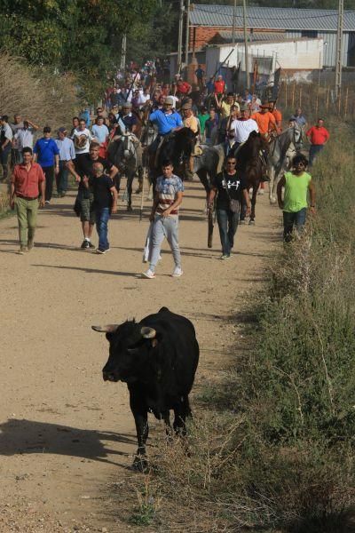 Encierro taurino en San Miguel de la Ribera