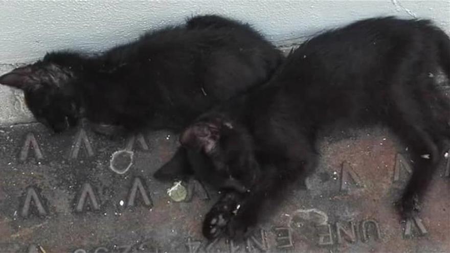 El Partido Animalista presenta una queja al Defensor por los gatos envenenados