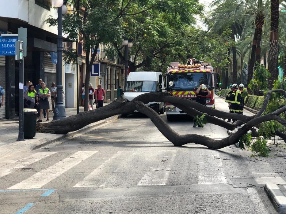 El árbol caído esta mañana en la avenida Antic Regne de València.