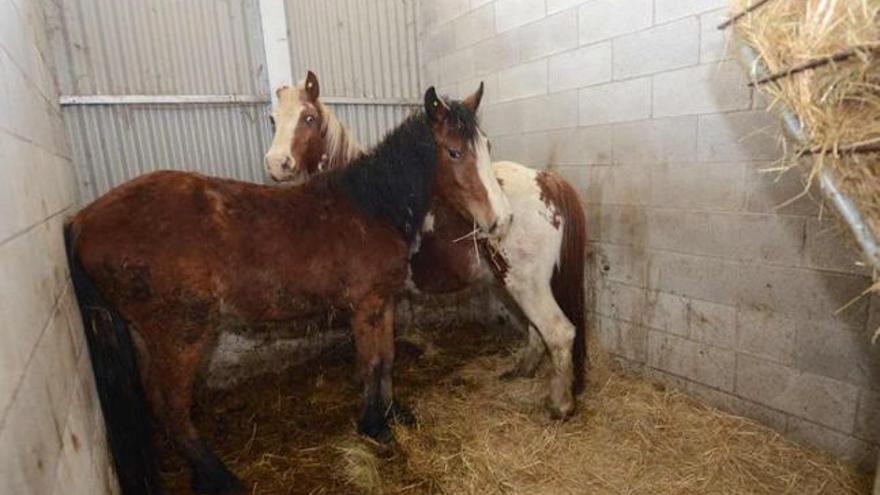 Dos de los caballos que el Ayuntamiento custodia en el recinto ferial.