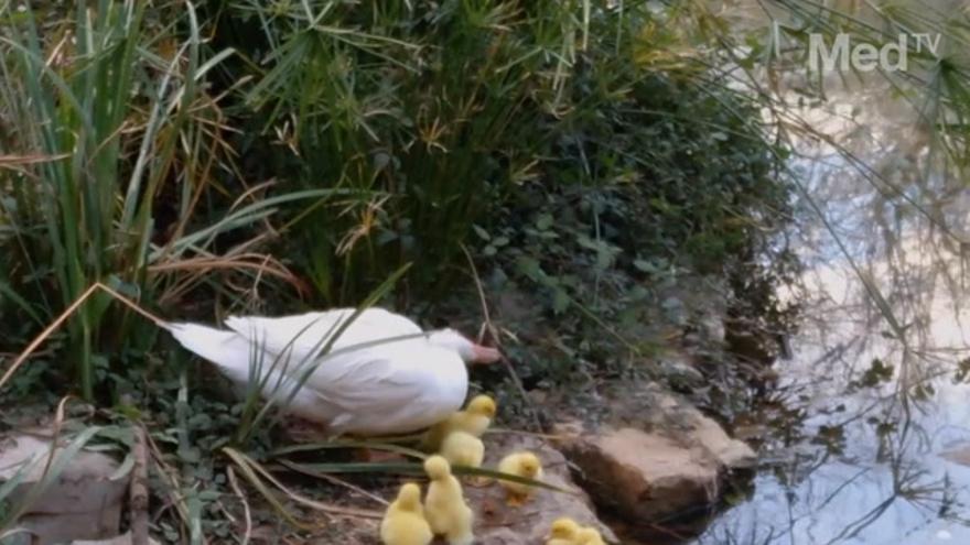 Catorce patitos devuelven la vida al Parque del Lago