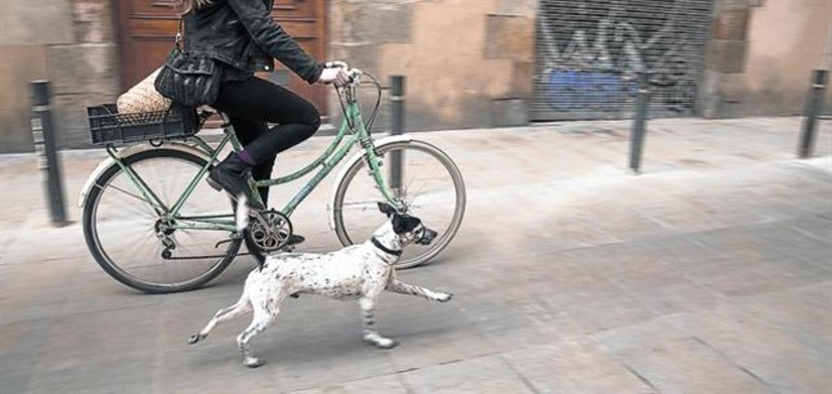 Una ciclista circula por una calle de Barcelona con su perro atado con una cadena a la bicicleta.