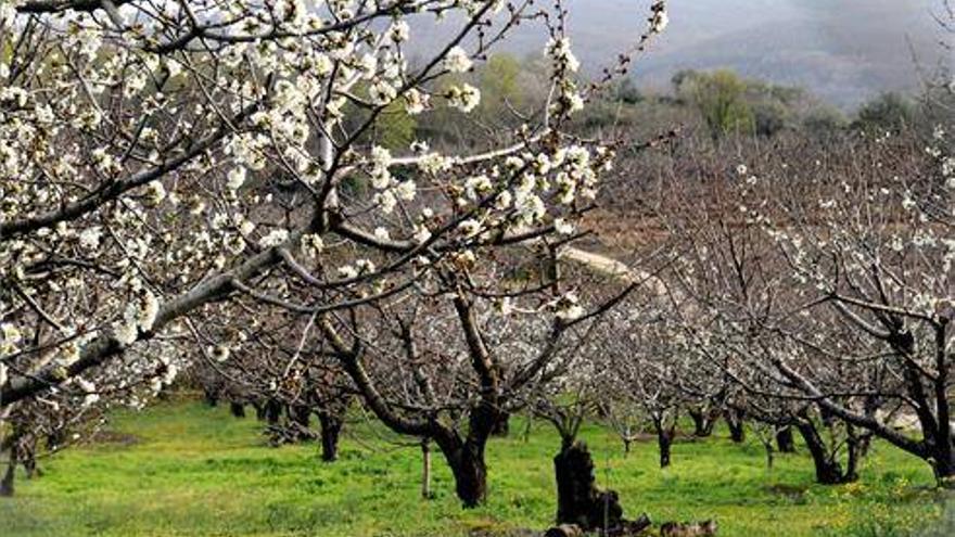 El Cerezo en Flor comienza con la entrega de sus galardones