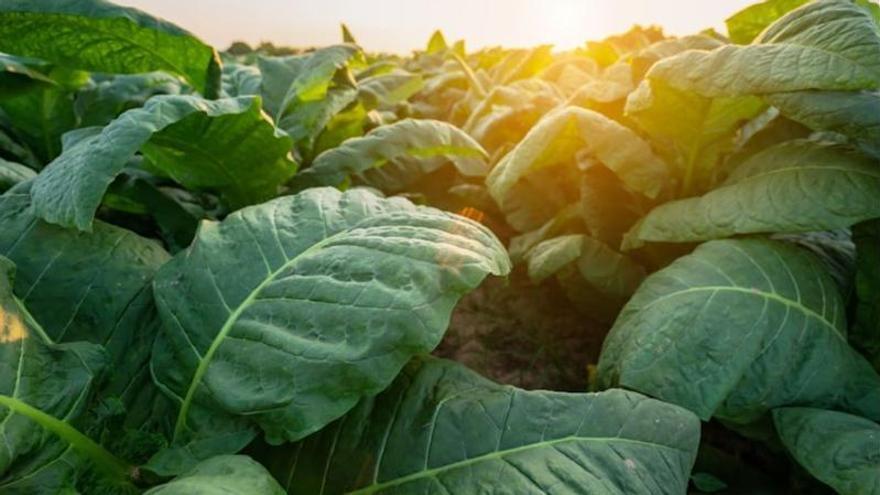 Una planta de tabaco logra producir cinco psicodélicos al mismo tiempo